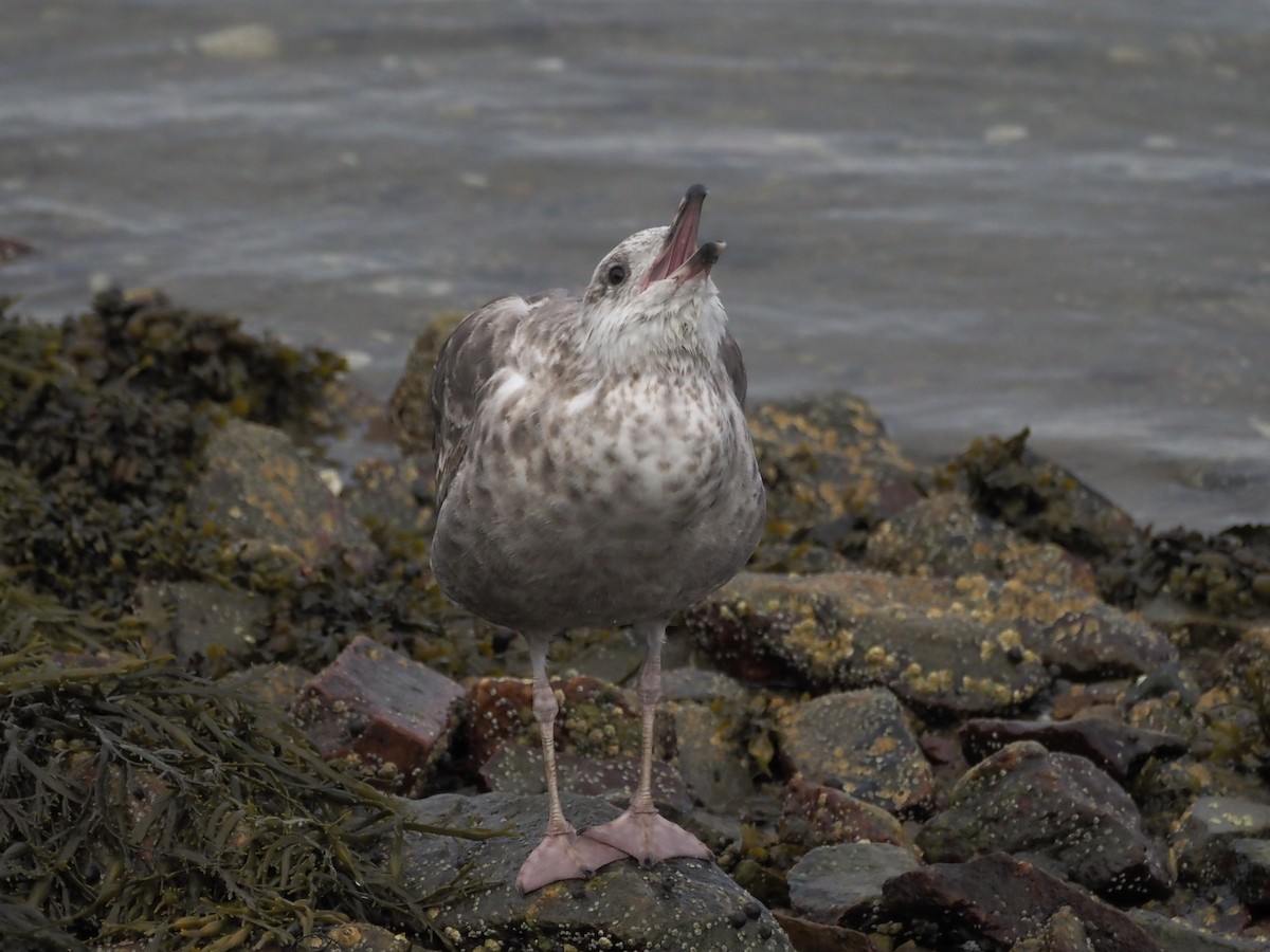 American Herring Gull - ML637692102