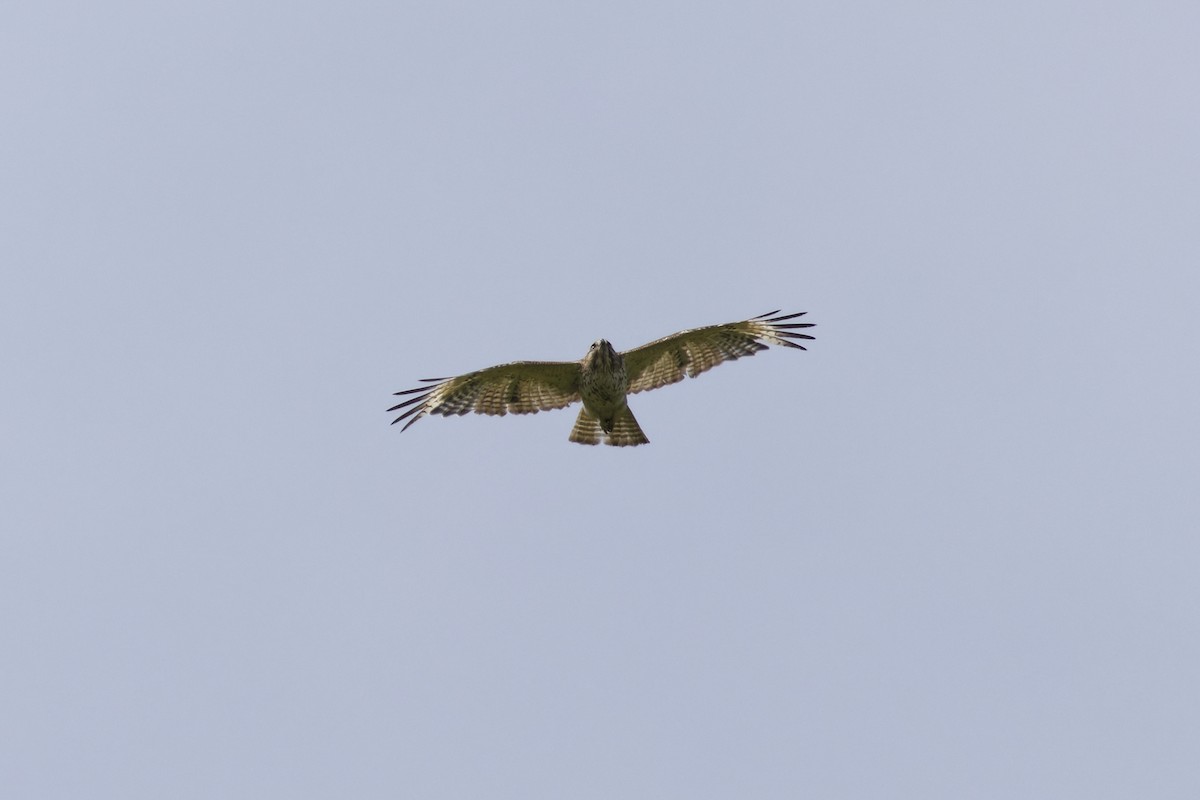 Red-shouldered Hawk - ML637692127