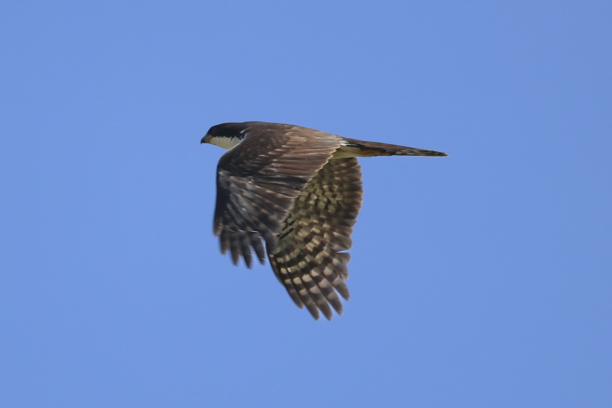 Black Goshawk - ML637692149