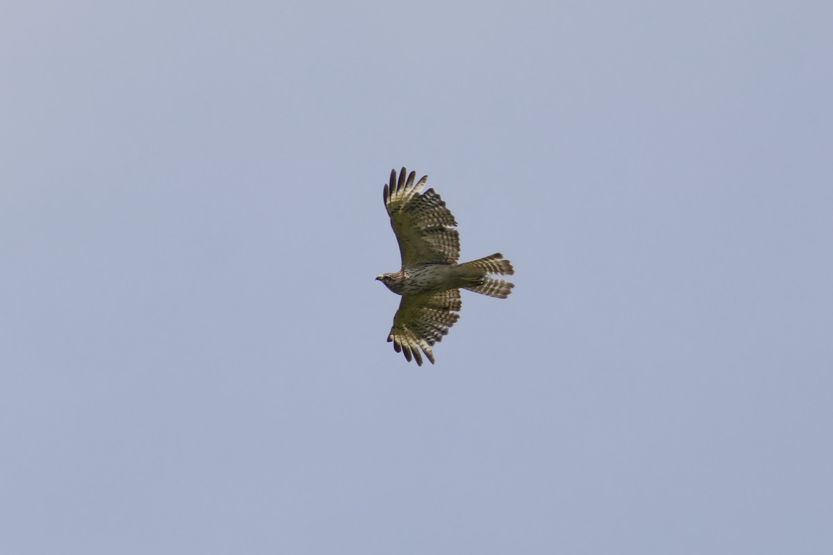 Red-shouldered Hawk - ML637692197