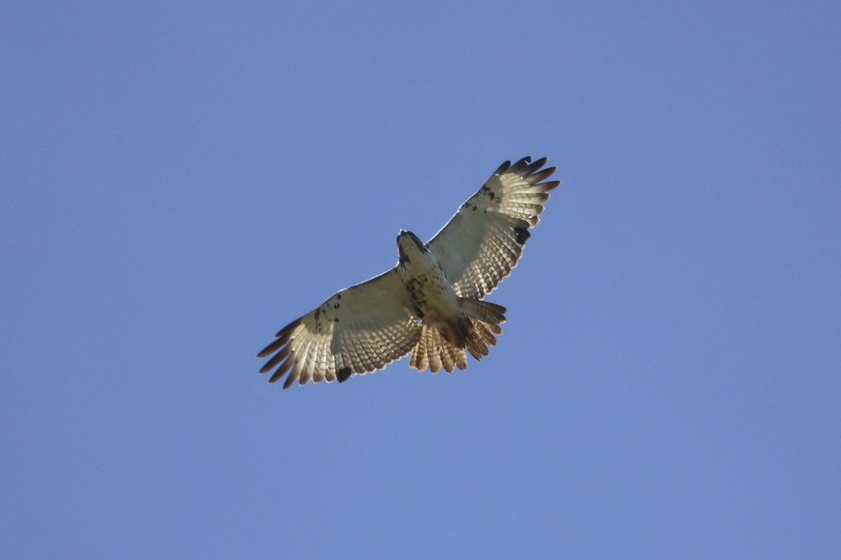 Augur Buzzard - ML637692219