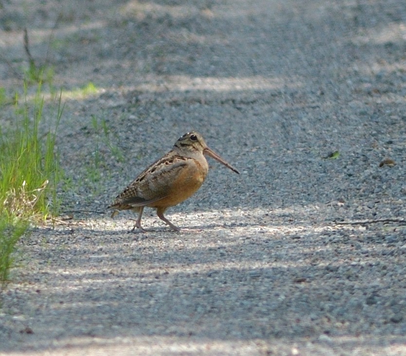 American Woodcock - ML637692236