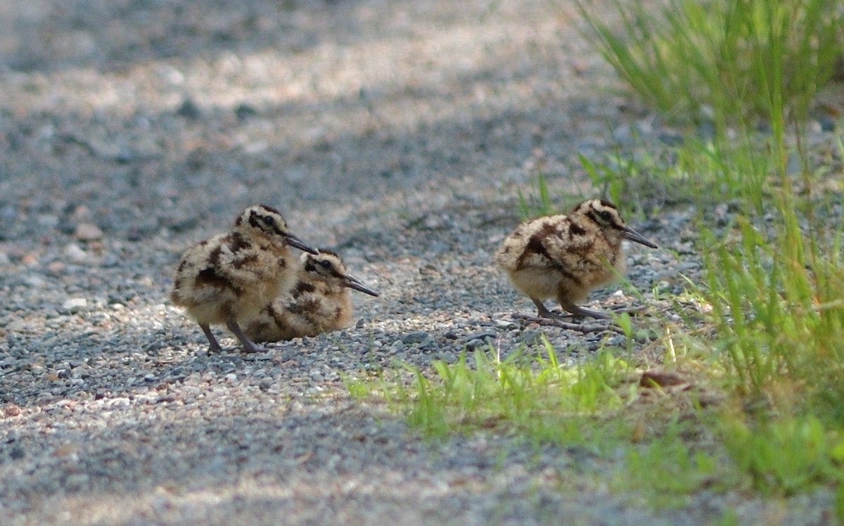 American Woodcock - ML637692243
