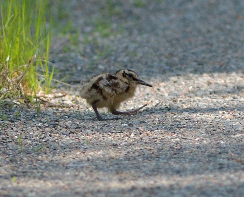 American Woodcock - ML637692245