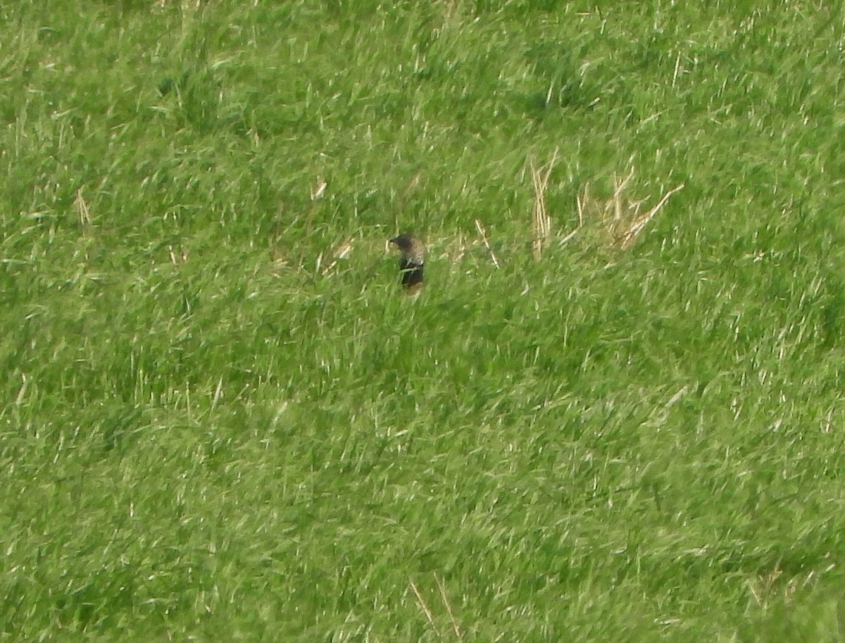 Little Bustard - ML637692258
