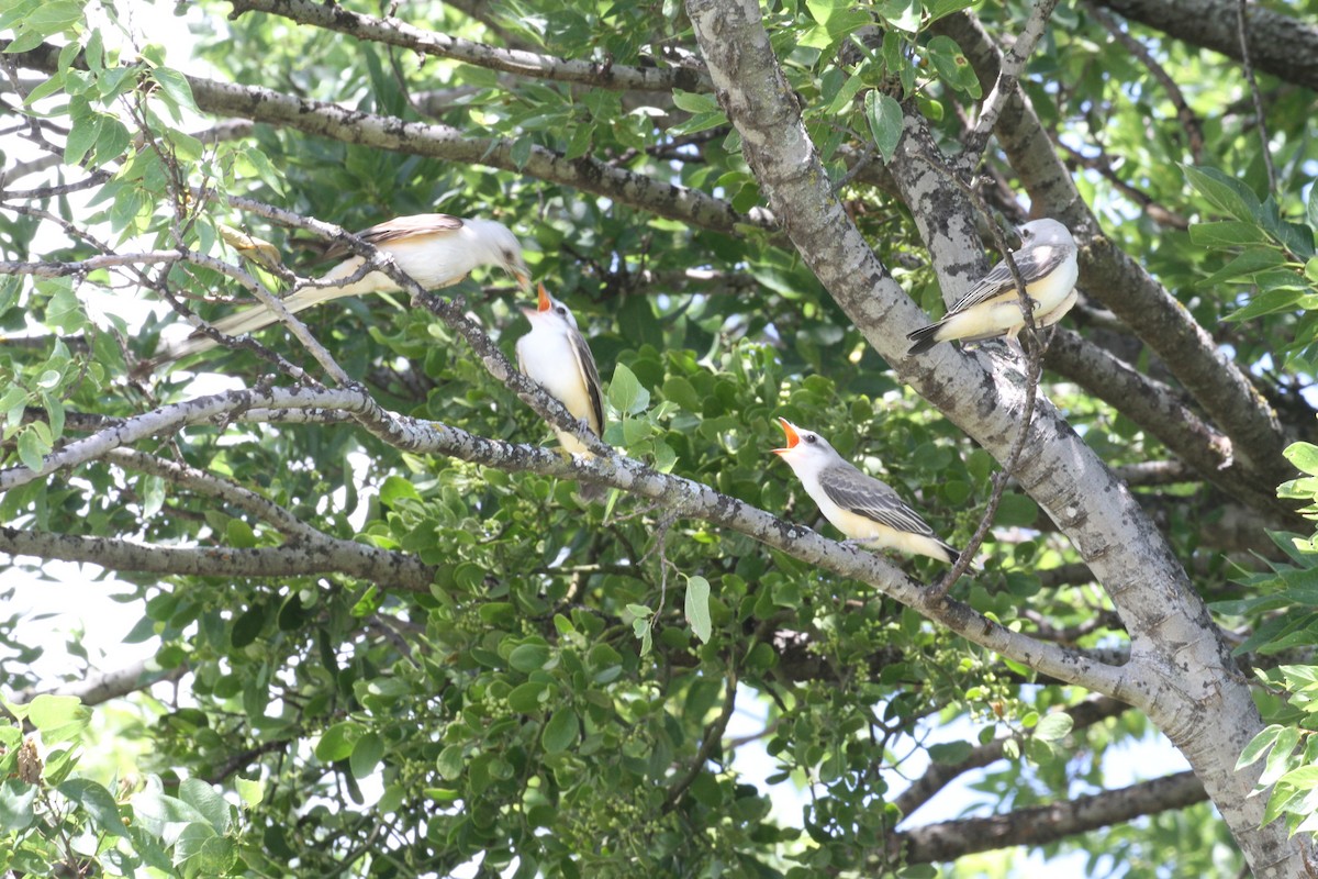 Scissor-tailed Flycatcher - ML63769231