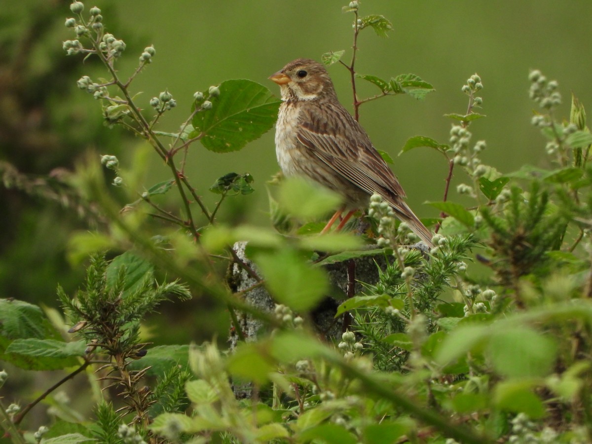 Corn Bunting - ML637692329