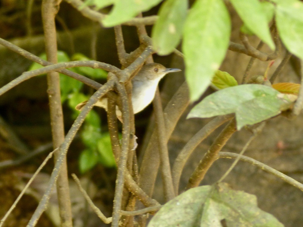 White-chested Babbler (Bornean) - ML637692340