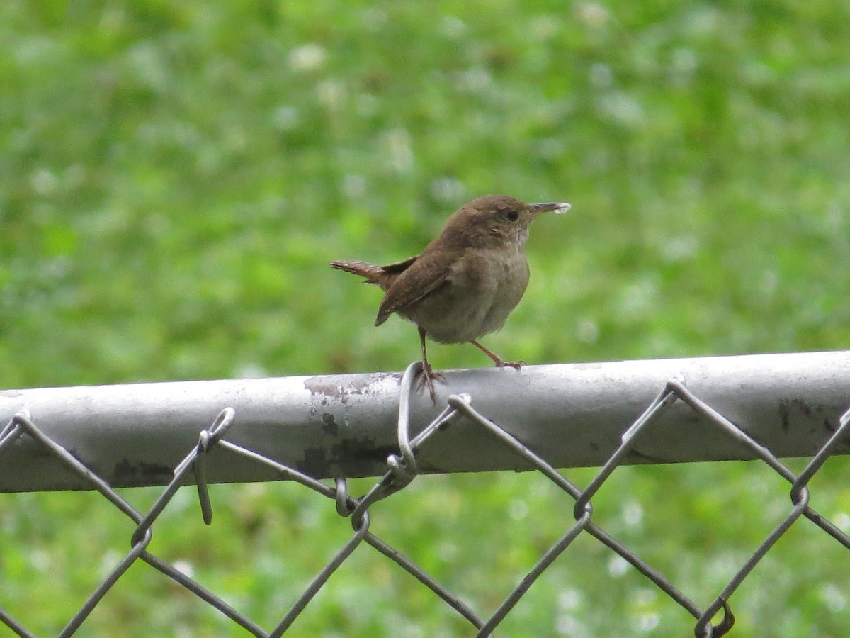 Northern House Wren - ML637692388