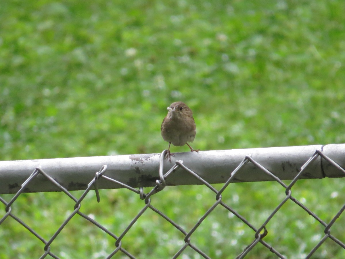 Northern House Wren - ML637692390