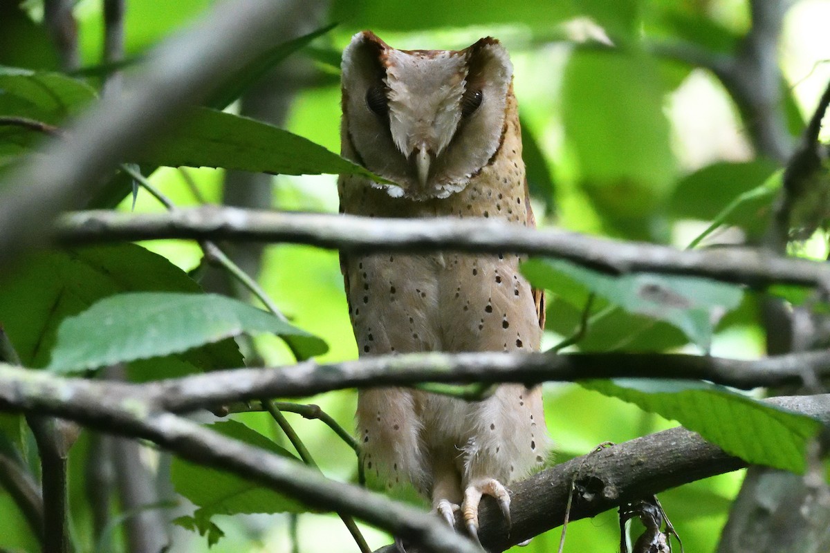 Sri Lanka Bay-Owl - ML637692393