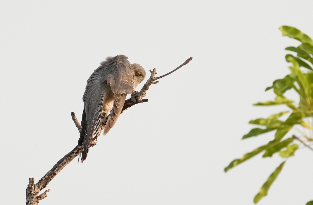 African Cuckoo - ML637692425