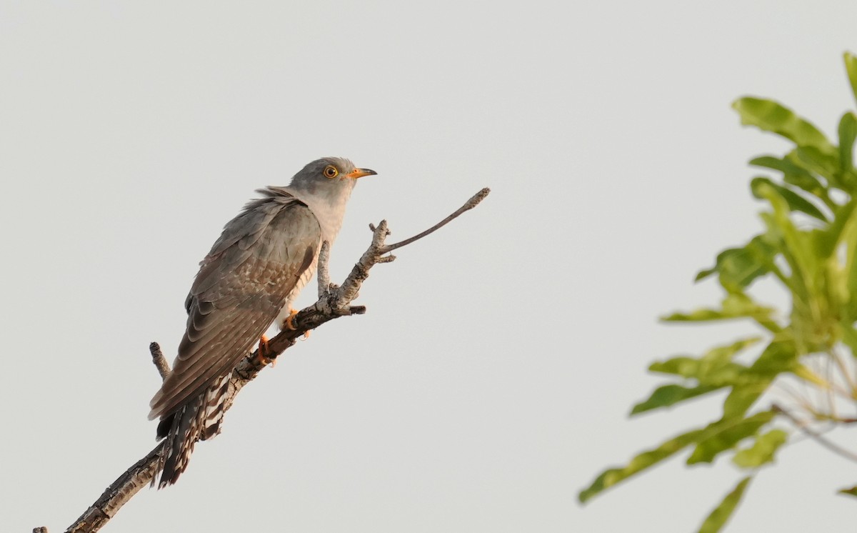 African Cuckoo - ML637692447