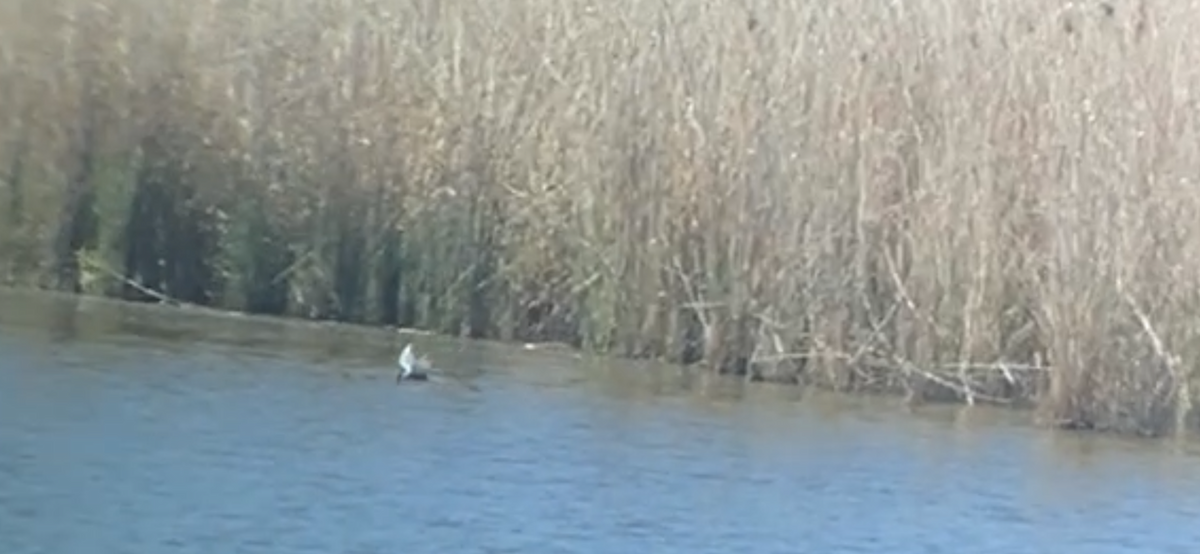 Whiskered Tern - ML637692501