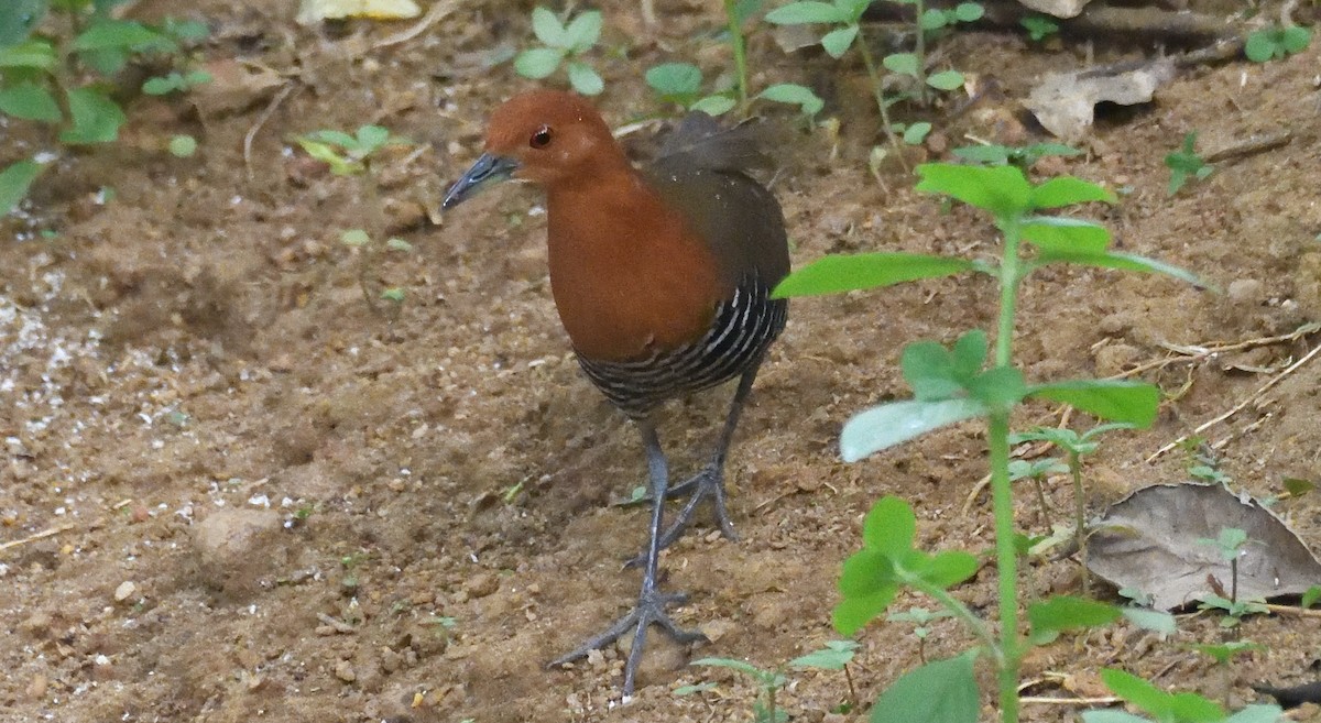 Slaty-legged Crake - ML637692511
