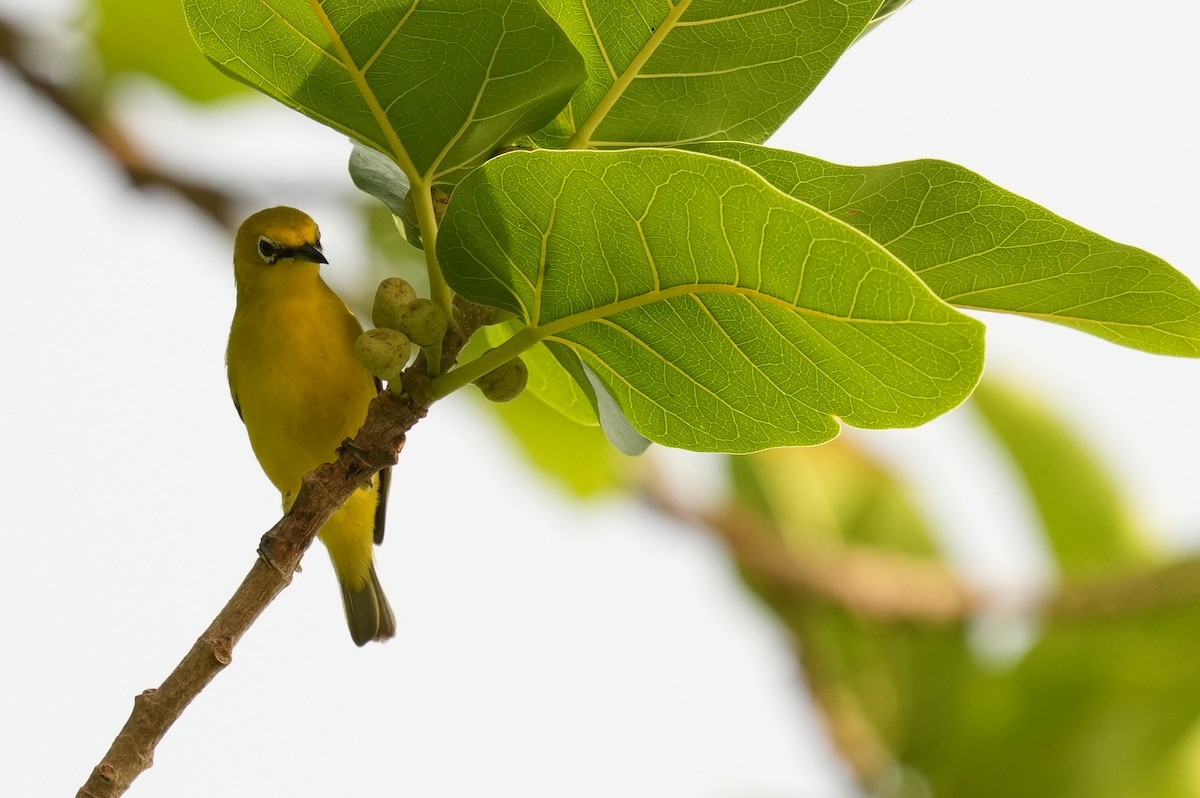 Northern Yellow White-eye - ML637692512