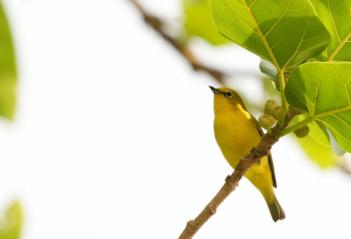 Northern Yellow White-eye - ML637692521