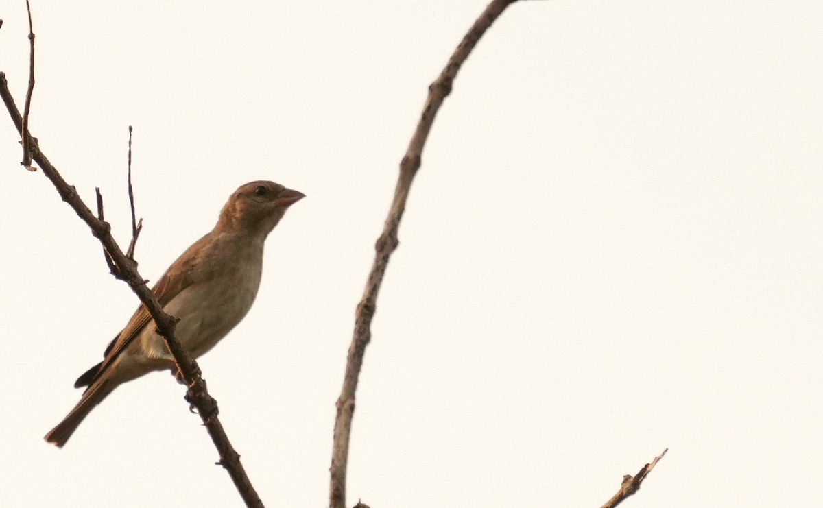 Sahel Bush Sparrow - ML637692531