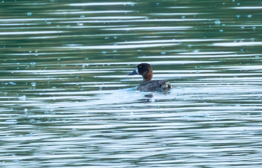 Lesser Scaup - ML637692533