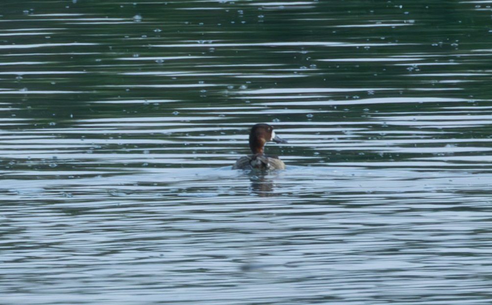 Lesser Scaup - ML637692534