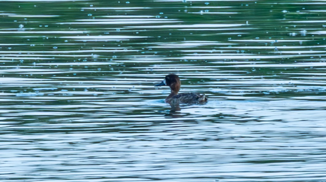 Lesser Scaup - ML637692535