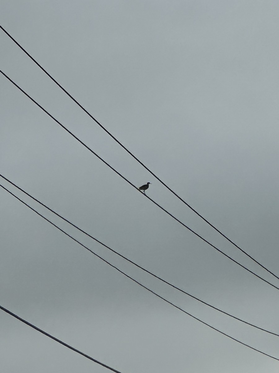 Maubèche des champs - ML637692550