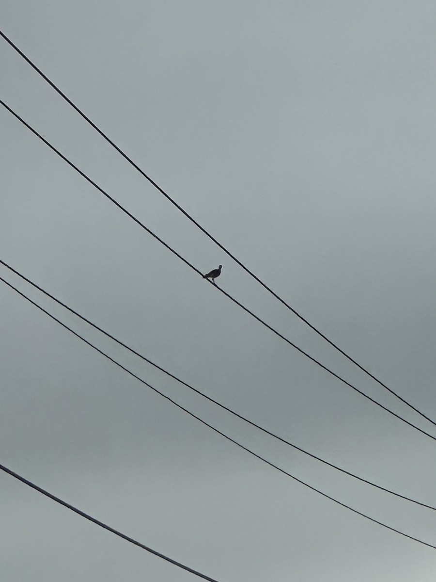 Maubèche des champs - ML637692551