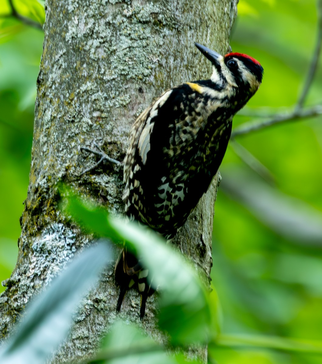 Yellow-bellied Sapsucker - ML637692556