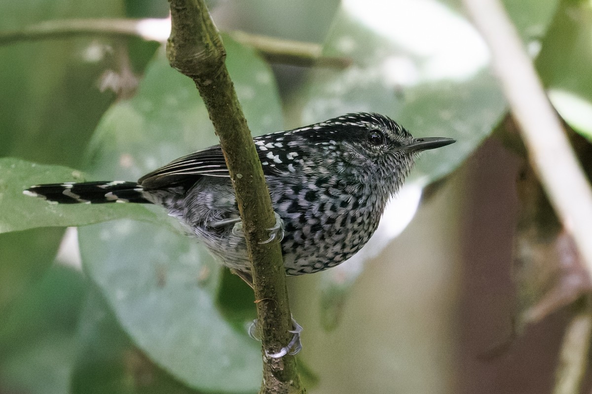 Scaled Antbird - ML637692563