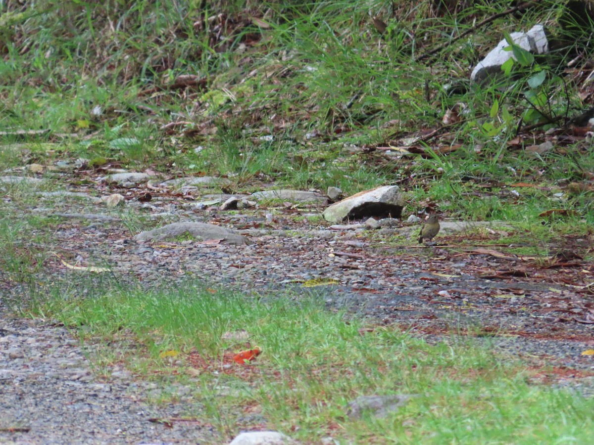 Collared Bush-Robin - ML637692573