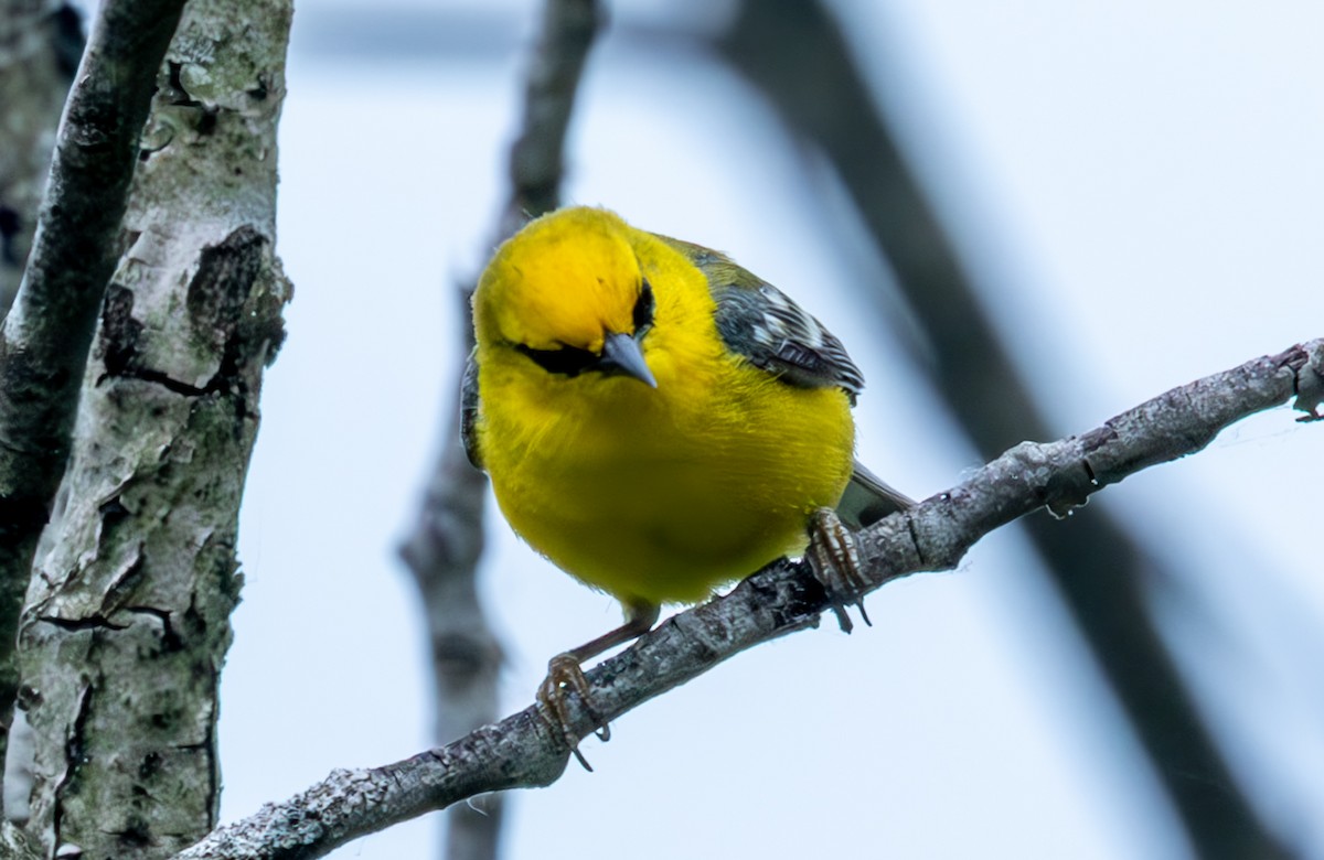 Blue-winged Warbler - ML637692598