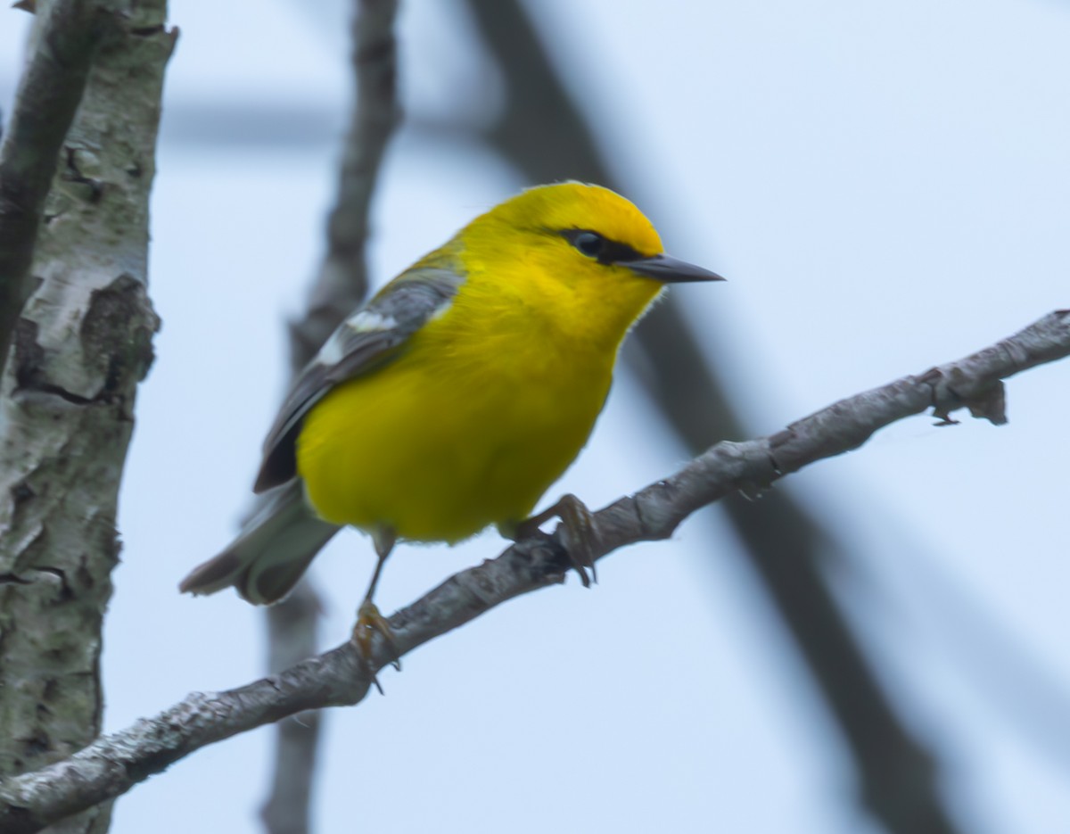 Blue-winged Warbler - ML637692599