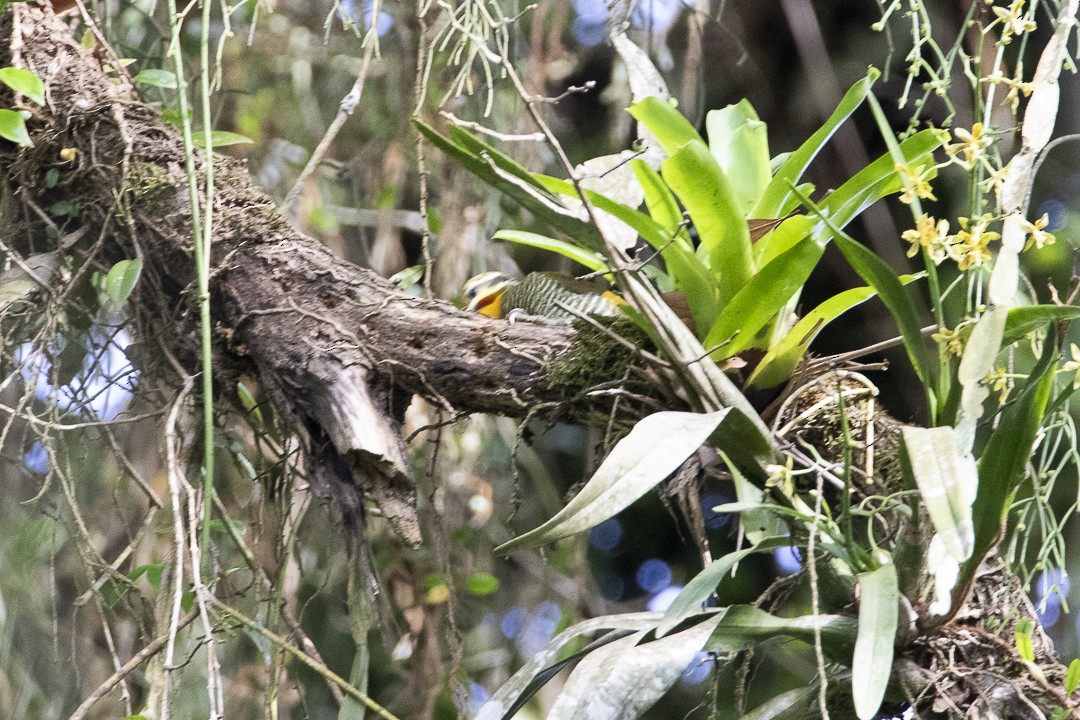 White-browed Woodpecker - ML637692630