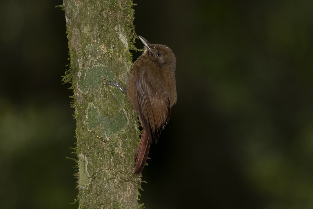 Plain-winged Woodcreeper (Plain-winged) - ML637692649