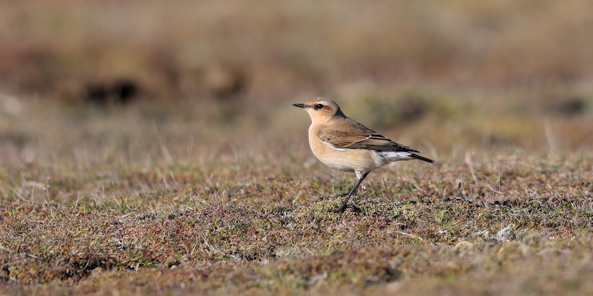Northern Wheatear - ML637692655