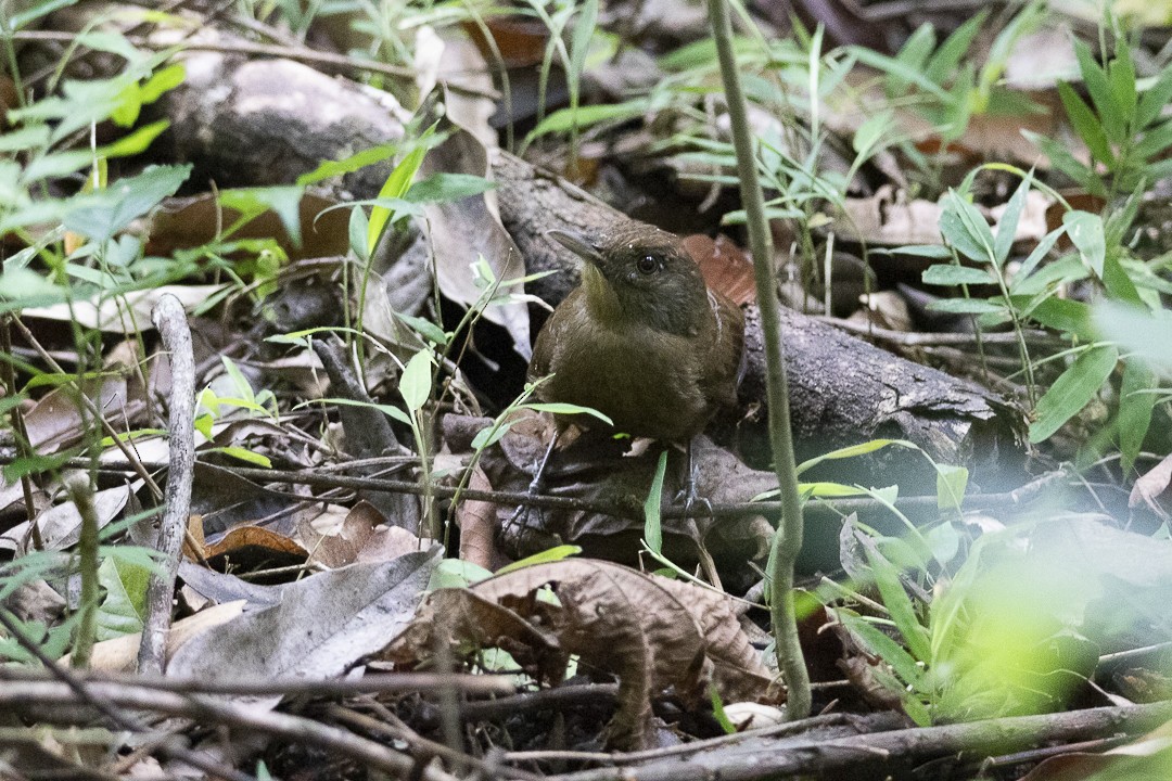 Plain-winged Woodcreeper (Plain-winged) - ML637692657