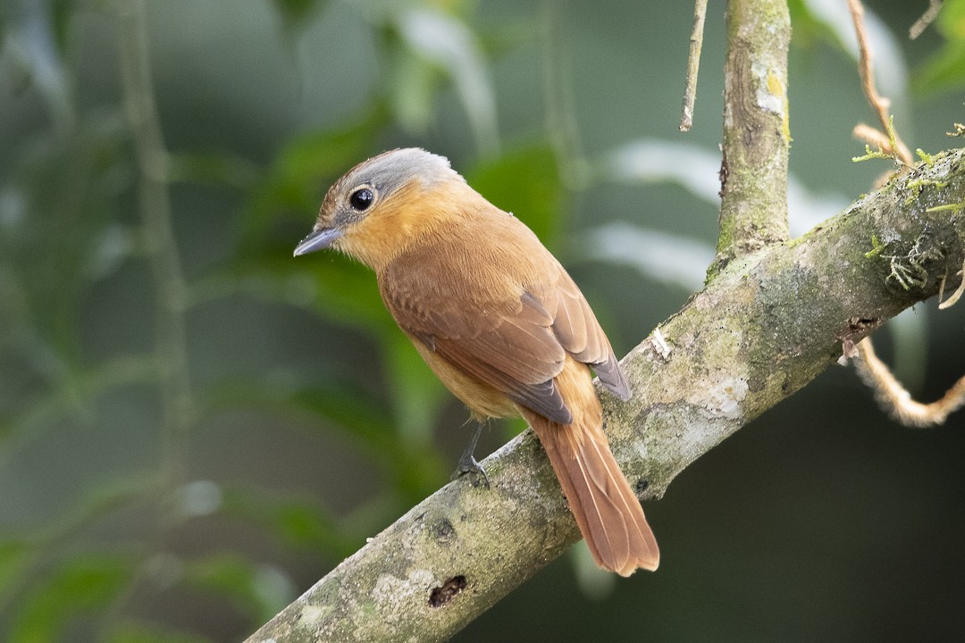 Chestnut-crowned Becard - ML637692670