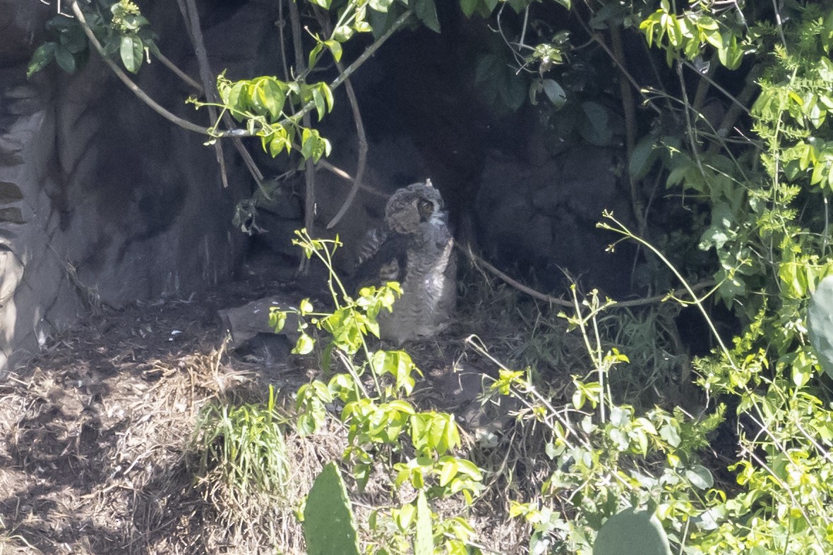 Cape Eagle-Owl - ML637692682