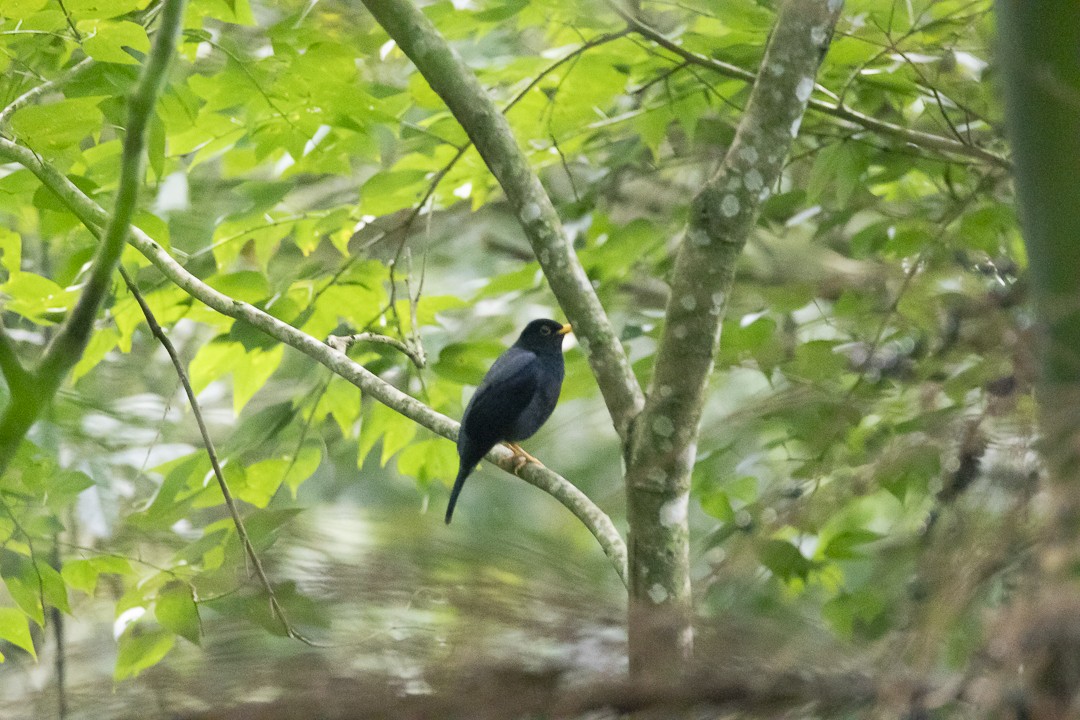 Yellow-legged Thrush - ML637692707