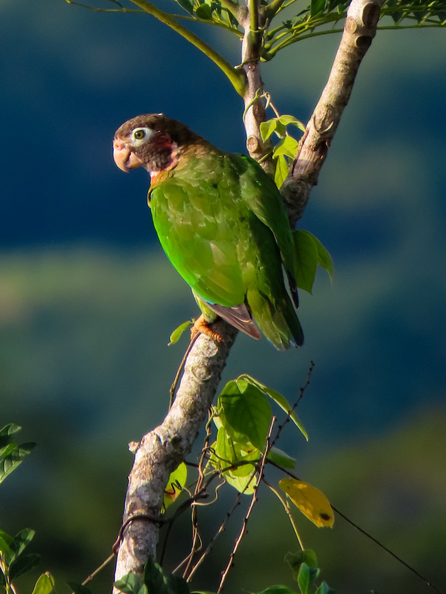 Brown-hooded Parrot - ML637692714