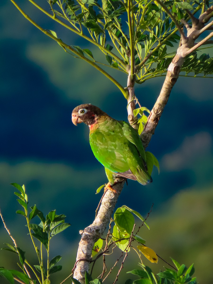 Brown-hooded Parrot - ML637692715