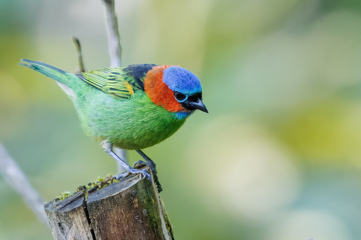 Red-necked Tanager - ML637692726
