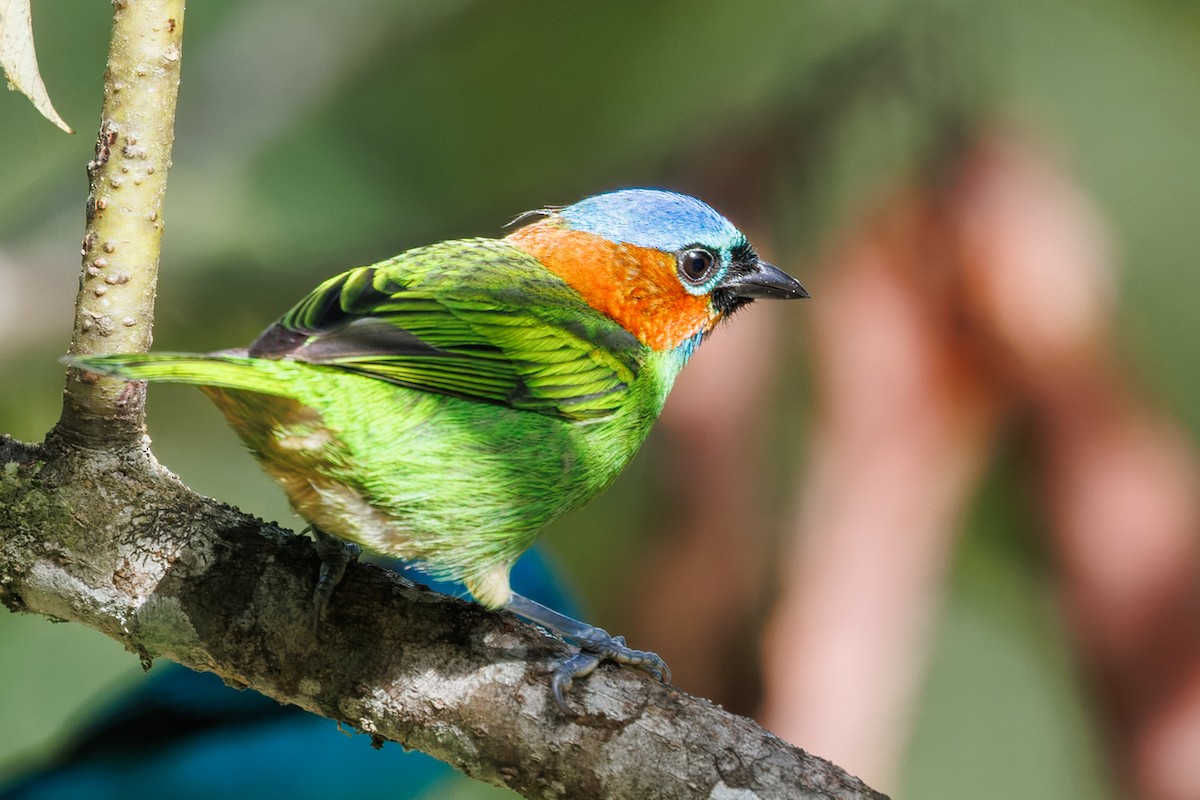 Red-necked Tanager - ML637692727