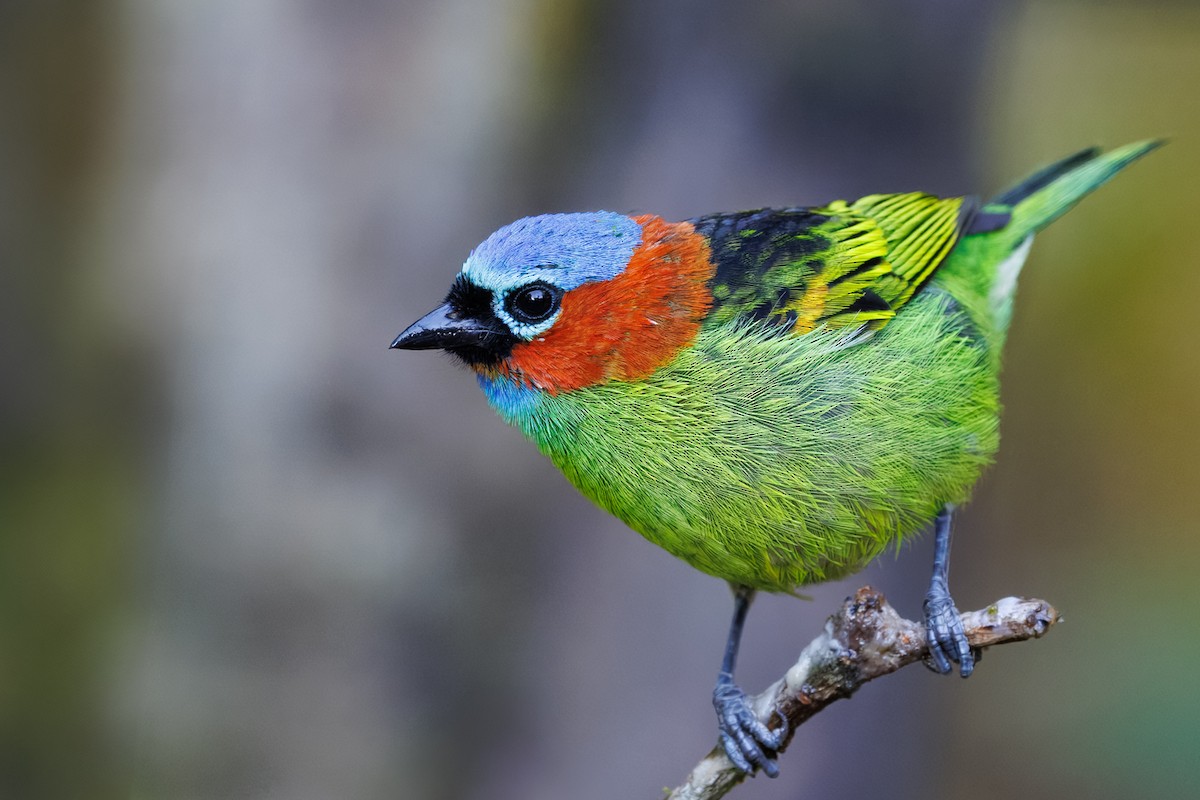 Red-necked Tanager - ML637692728