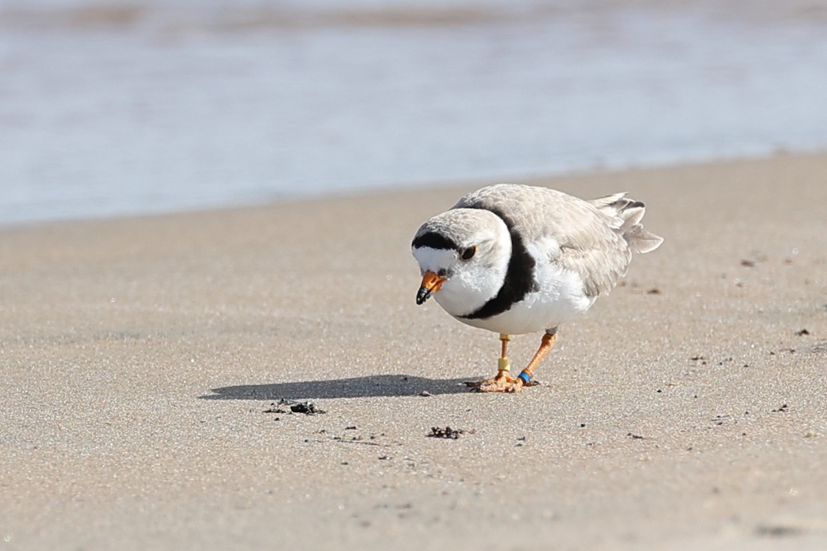 Piping Plover - ML637692731