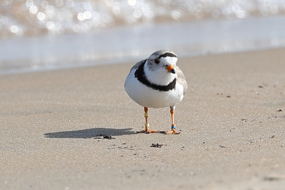 Piping Plover - ML637692746