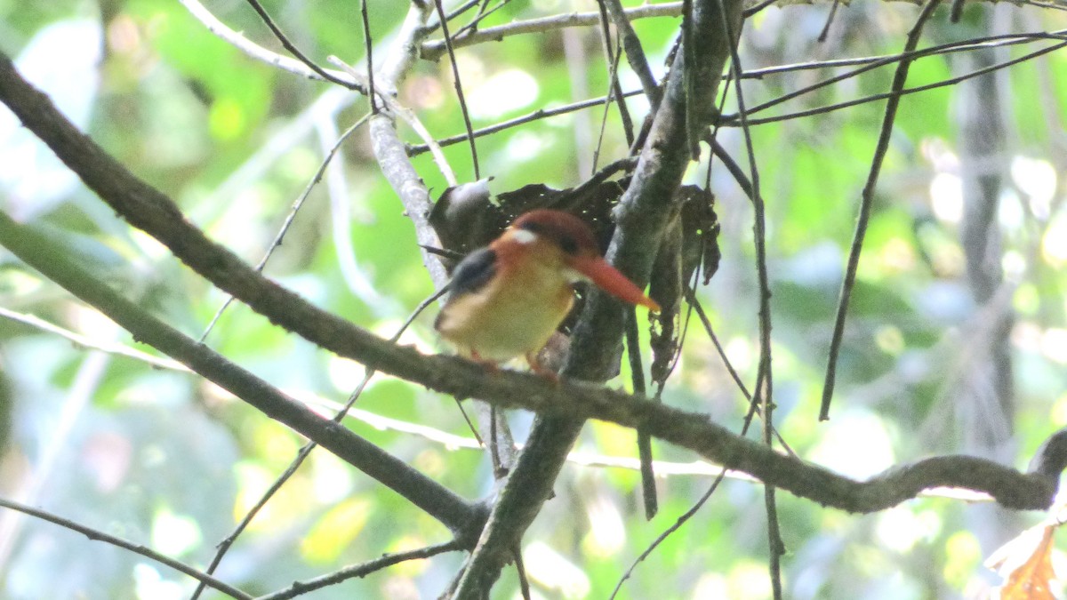 Black-backed Dwarf-Kingfisher - ML637692753