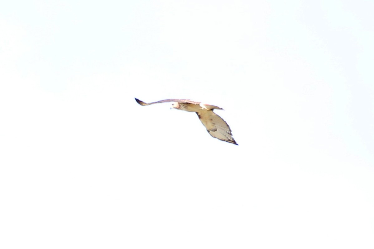 Red-tailed Hawk - ML637692755