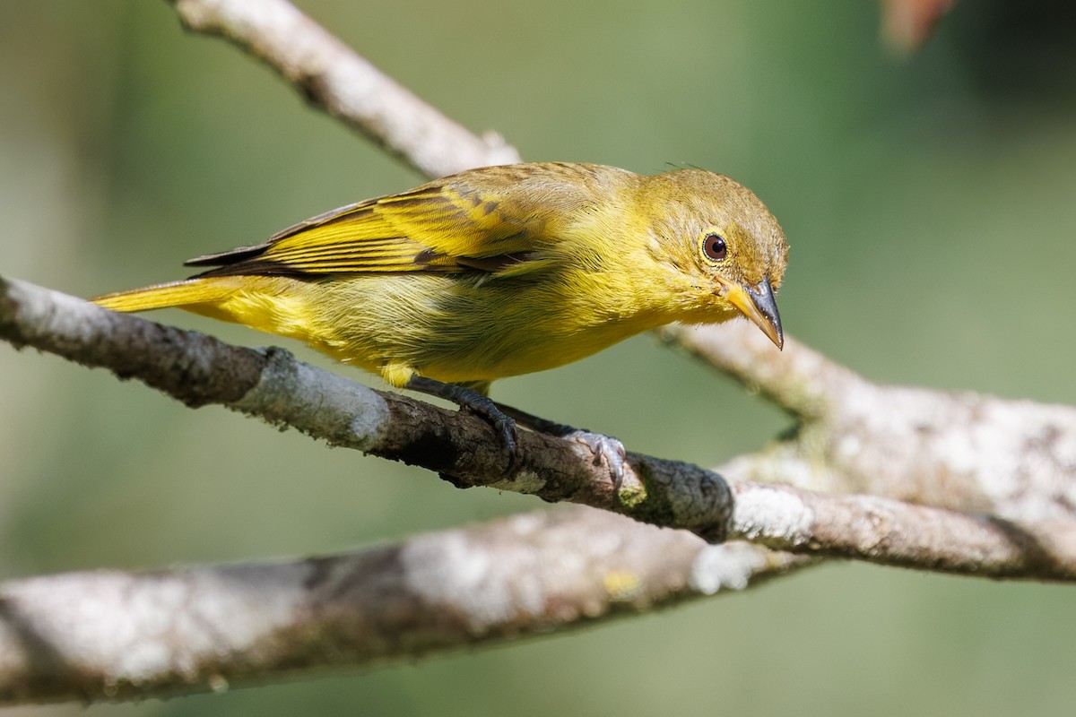 Yellow-backed Tanager - ML637692768
