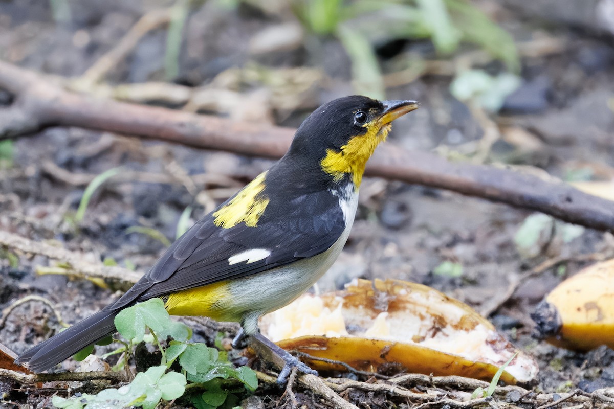 Yellow-backed Tanager - ML637692769